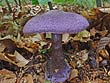 Cortinarius violaceus