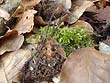 Xylaria carpophila