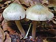 Inocybe corydalina