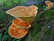 Laetiporus sulphureus