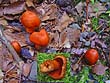 Cortinarius cinnabarinus