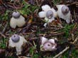 Geastrum quadrifidum