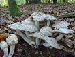 Psathyrella cotonea