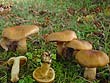 Cortinarius cotoneus