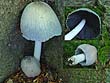 Coprinus alopecia Lasch