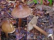 Inocybe asterospora Qul