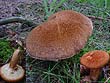 Suillus cavipes