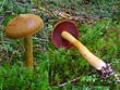 Cortinarius semisanguineus