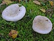 Russula exalbicans