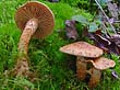 Inocybe terrigena