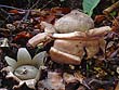 Geastrum triplex