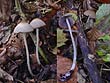 Coprinellus hiascens